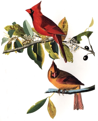 plate-clix-northern-cardinal.jpg